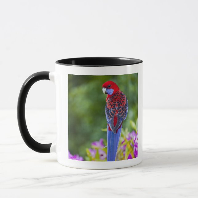 Hochrotes Rosella u. Hintergrund der Orchideen Tasse (Links)