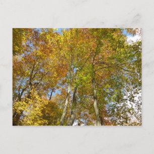 Hochschauen auf Herbstlaub III Farbige Blätter Postkarte