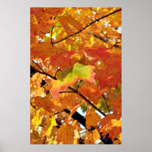 Höchste Foliagefarben im Herbst Poster