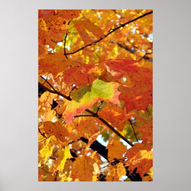 Höchste Foliagefarben im Herbst Poster (Vorne)