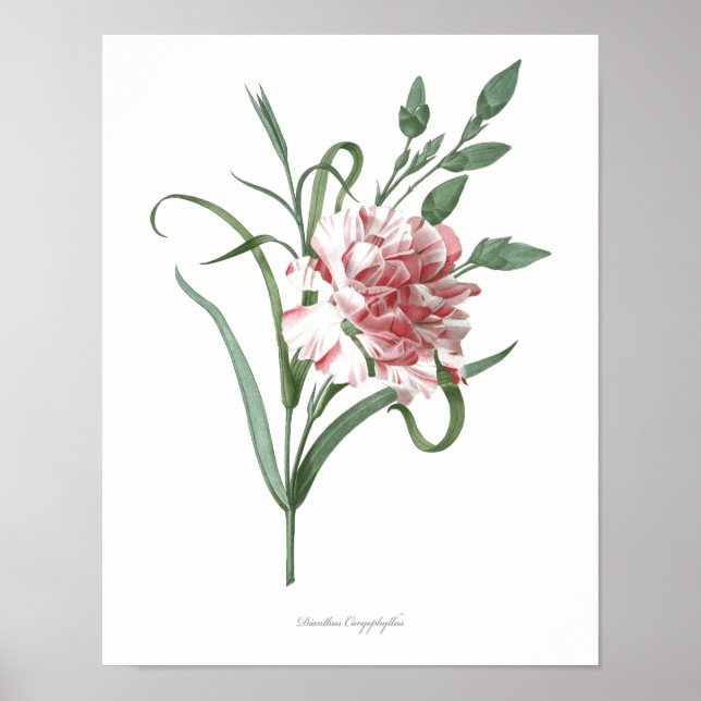 HÖCHSTE QUALITÄT Botanischer Ausdruck der Nelken Poster (Vorne)