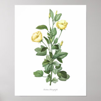 HÖCHSTE QUALITÄT Botanischer Ausdruck der Redutea- Poster