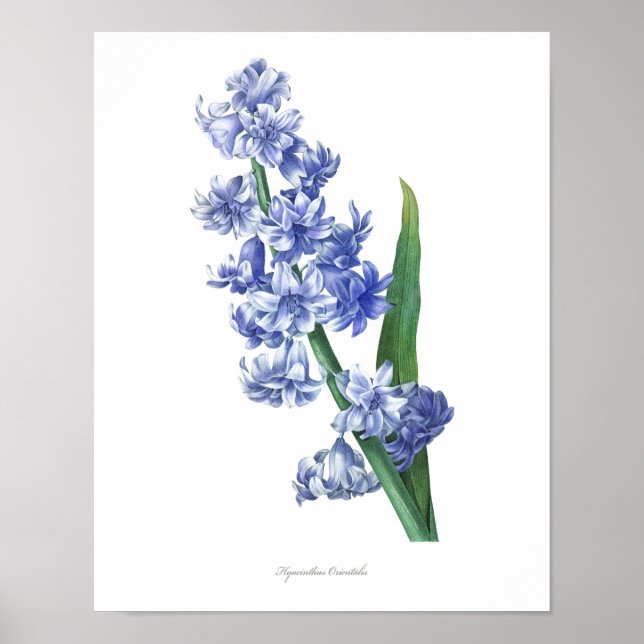 HÖCHSTE QUALITÄT Botanischer Ausdruck von Hyacinth Poster (Vorne)