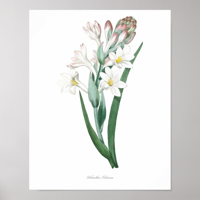 HÖCHSTE QUALITÄT Botanischer Ausdruck von Tuberose Poster (Vorne)
