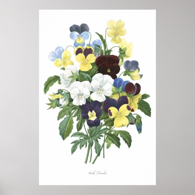 HÖCHSTE QUALITÄT Botanischer Ausdruck von Viola Tr Poster (Vorne)