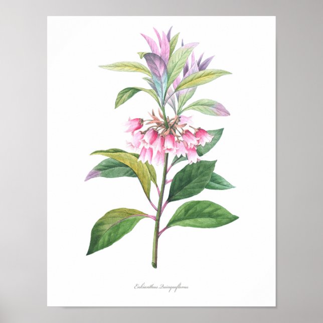 HÖCHSTE QUALITÄT Botanischer Druck von Enkianthus Poster (Vorne)