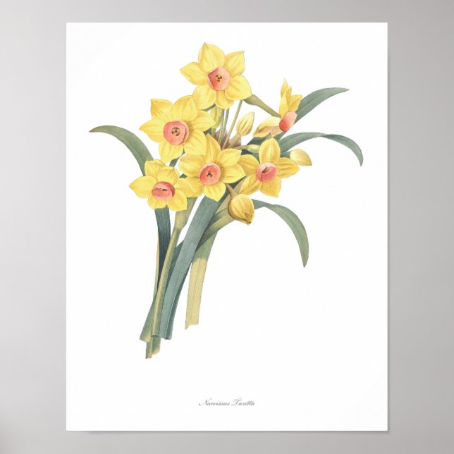 HÖCHSTE QUALITÄT Botanischer Druck von Narzissen Poster (Vorne)