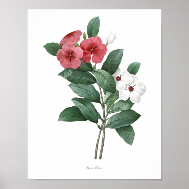 HÖCHSTE QUALITÄT Botanischer Druck von Teresita Poster (Vorne)
