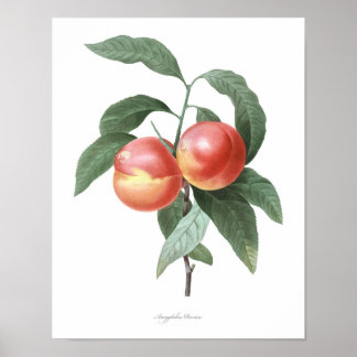 HÖCHSTE QUALITÄT Botanischer Pfirsichdruck Poster