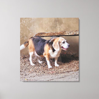 Hochwertiger Beagle, Daisy Elizabeth auf Spazierga Leinwanddruck