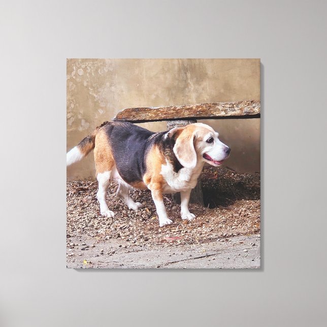 Hochwertiger Beagle, Daisy Elizabeth auf Spazierga Leinwanddruck (Vorderseite)