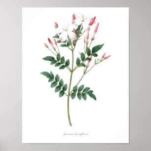 HOCHWERTIGER botanischer Druck in Jasmine Poster