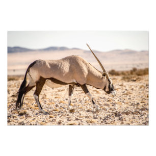 Hochwertiger Foto-Druck von Oryx in der Wüste Fotodruck