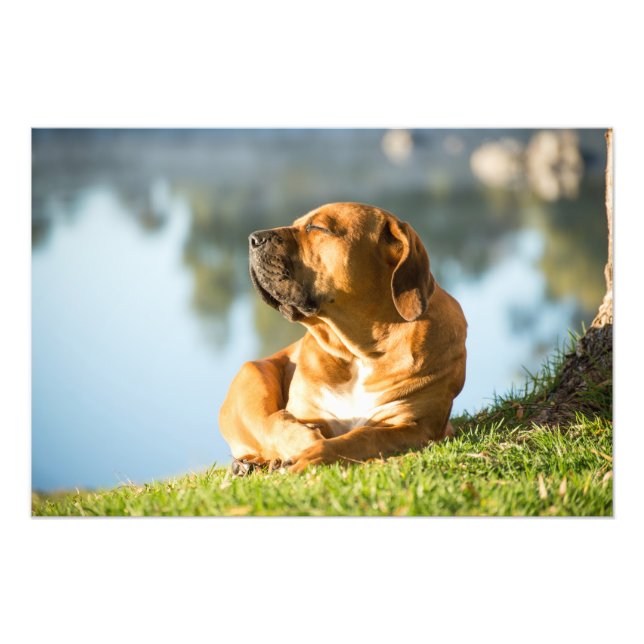 Hochwertiges Foto Print Boerboel Dog by River (Vorne)