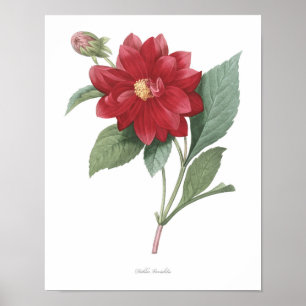 HOCHWERTIGSTER botanischer Druck der Dahlie Poster