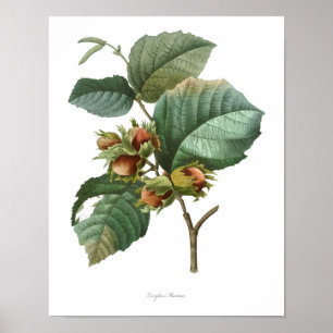 HOCHWERTIGSTER botanischer Druck der Haselnuss Poster