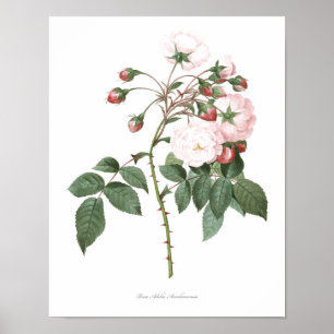 HOCHWERTIGSTER botanischer Druck der Rose Adelia Poster