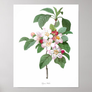 HOCHWERTIGSTER botanischer Druck von Apple-Blüte Poster