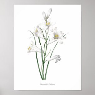 HOCHWERTIGSTER botanischer Druck von Hemerocallis Poster