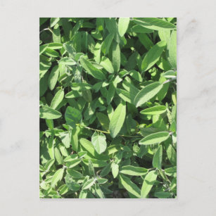 Hochwinkelaufnahme der Salbei-Pflanze im Garten Postkarte