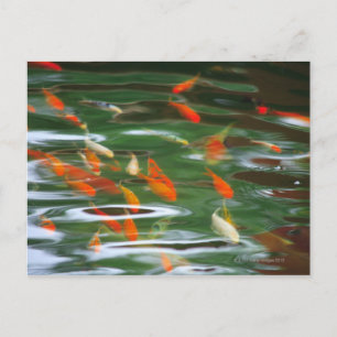 Hochwinkelaufnahme von Koi-Scheibfischen in einem Postkarte