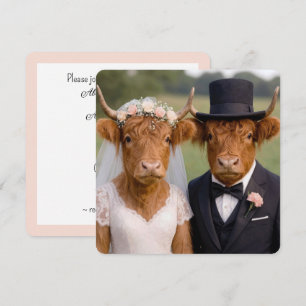 Hochzeit schottischer Highland-Rinder