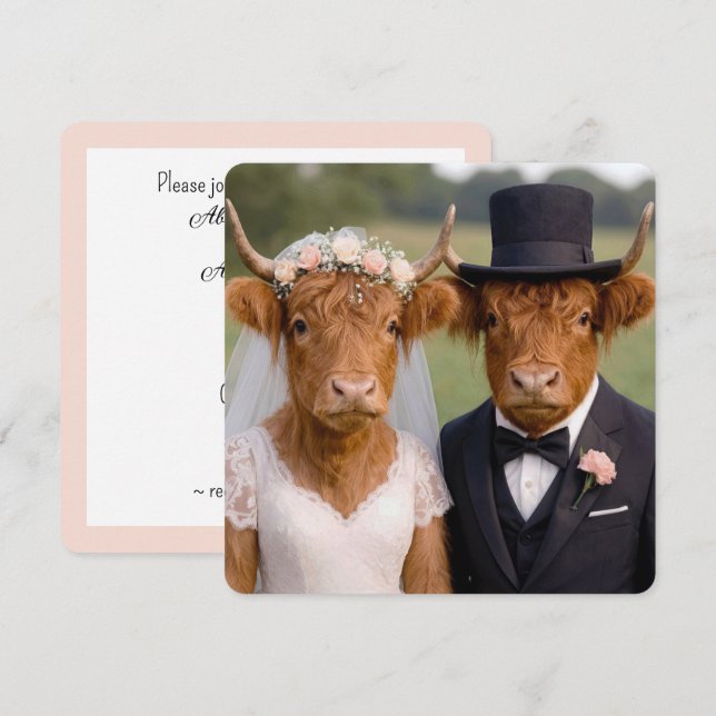 Hochzeit schottischer Highland-Rinder (Vorne/Hinten)