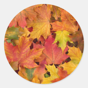 Hochzeitsstipps Herbstlaub Herbstfarben Orange Red Runder Aufkleber
