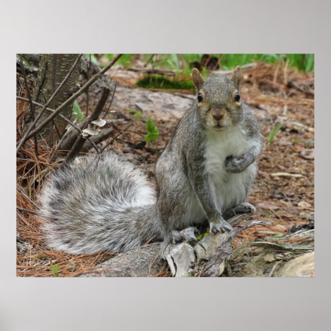 Hockendes Eichhörnchen Poster (Vorne)