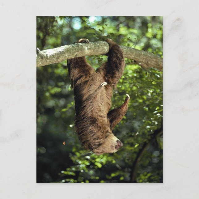 Hoffmanns doppelzackige Faulheit Postkarte (Vorderseite)