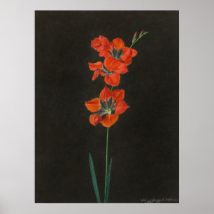 Hoffmanns Lelie-Blumen Poster