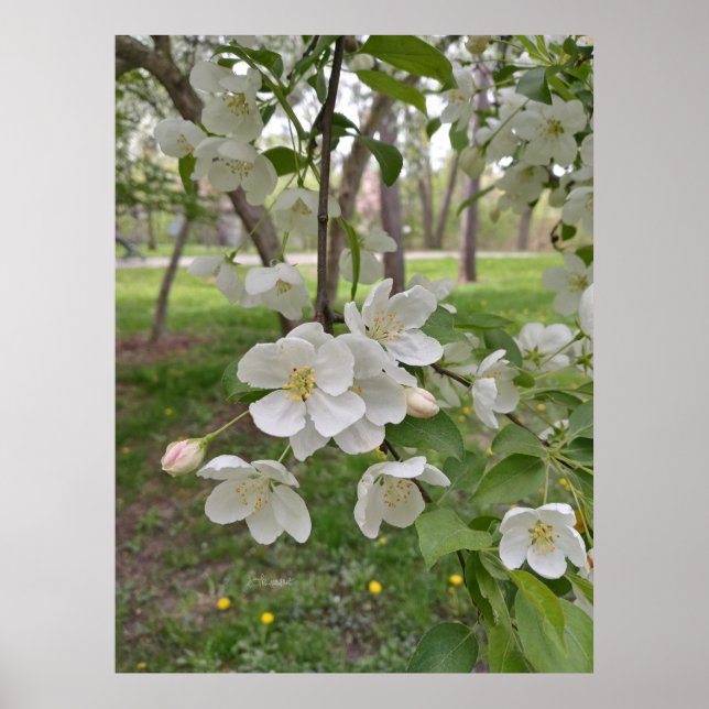 Hoffnung ist nahe poster (Vorne)