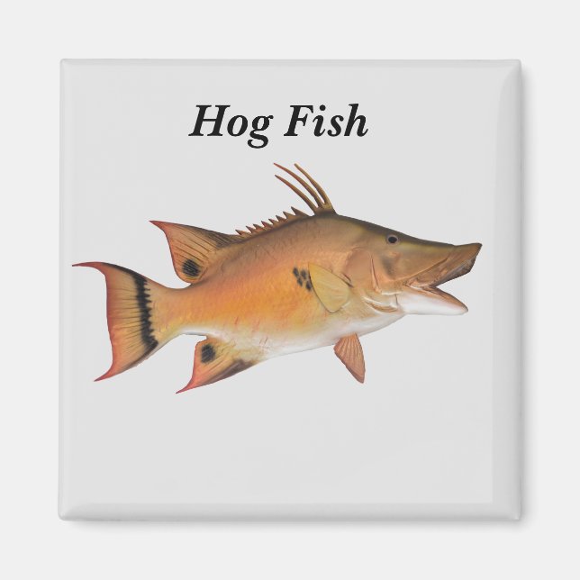Hog Fish Fish Magnet (Vorne)