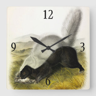 Hog-nosed Skunk (Texan Skunk) Audubons Quadrupeds Quadratische Wanduhr