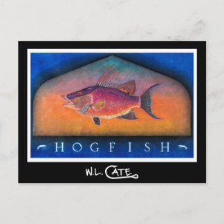 Hogfish Postkarten