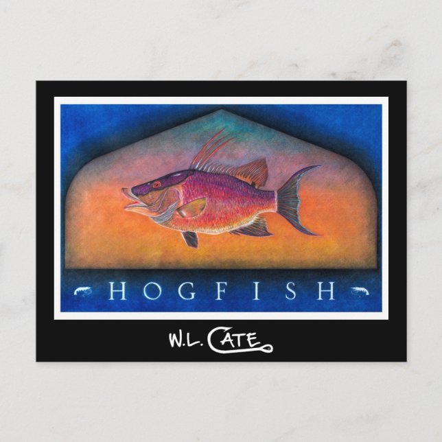 Hogfish Postkarten (Vorderseite)