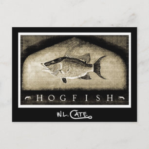 Hogfish Vintage Schwarz-Weiß-Postkarten Postkarte