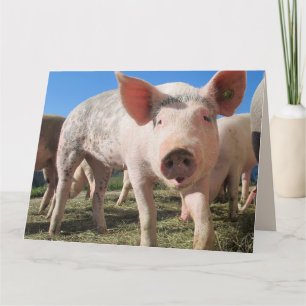 HOGS UND KISSES PIG LIEBE Grußkarte Karte