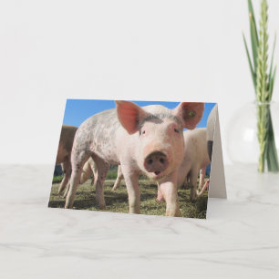 HOGS UND KISSES PIG LIEBE Grußkarte Karte