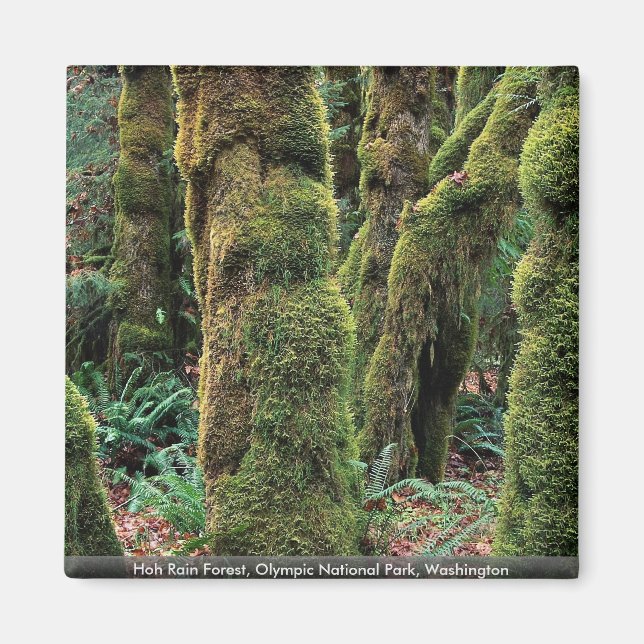 Hoh Rain Forest, Olympic National Park, Washington Magnet (Vorne)