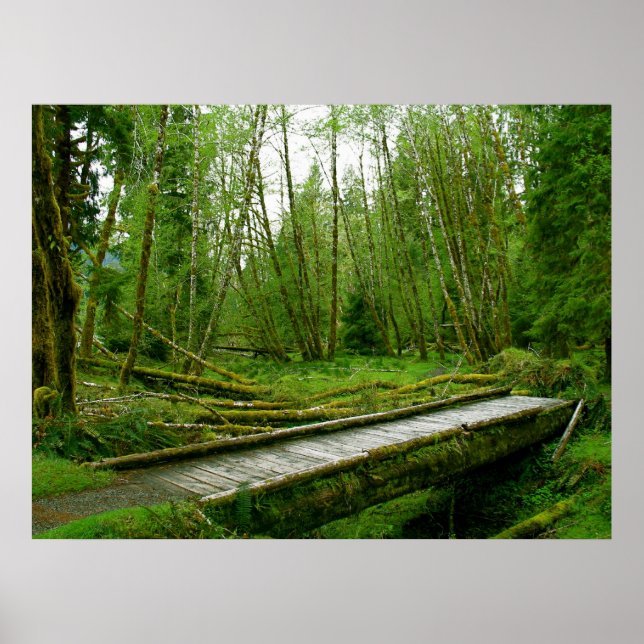 Hoh Rain Forest - Olympischer Nationalpark Poster (Vorne)