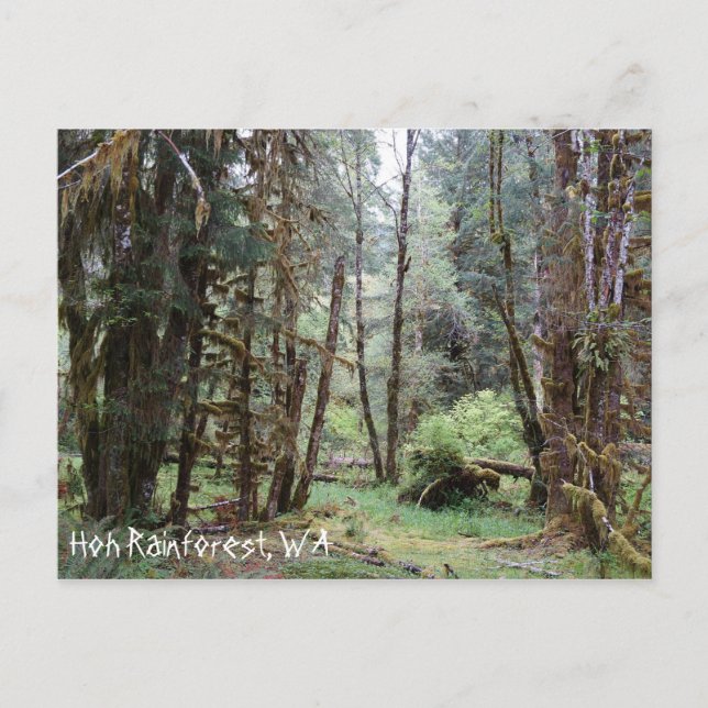 Hoh Rainforest, État de Washington, Carte postale (Devant)