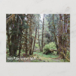 Hoh Rainforest, Washington Staat, Postcard Postkarte
