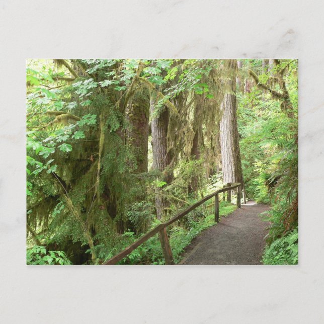 Hoh Valley Rain Forest Postcard Postkarte (Vorderseite)