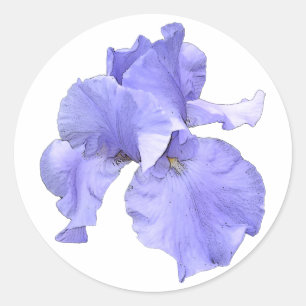 Hohe bärtige lila Iris Runder Aufkleber
