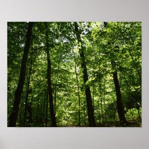 Hohe Bäume in der Natur Poster