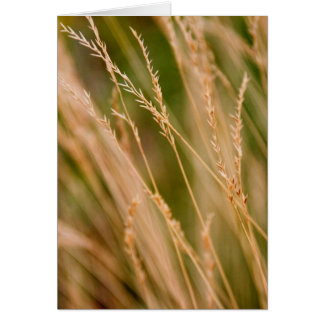 Hohe Gras-Grasland-Nahaufnahme (Karte)