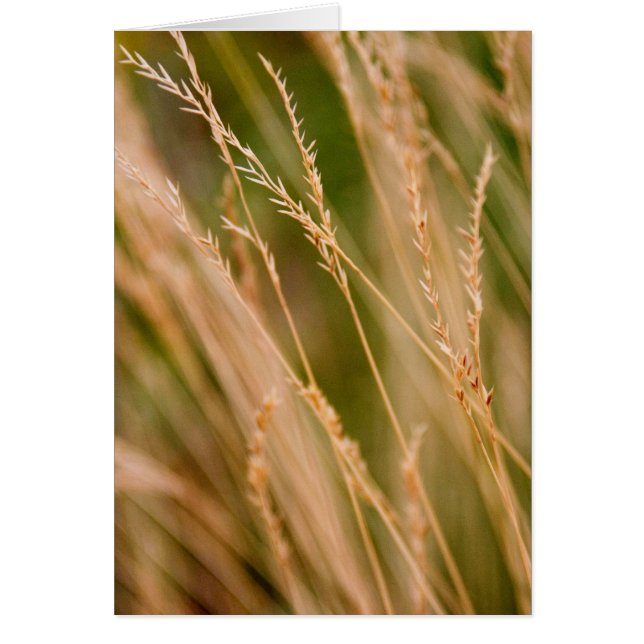 Hohe Gras-Grasland-Nahaufnahme (Karte) (Vorne)
