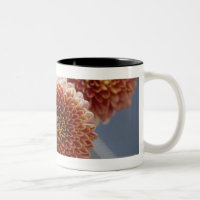 Hohe Winkelsicht der Blumen in einem Vase