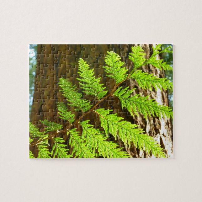 Höhepunkte eines Redwood Tree Botanical (Horizontal)